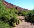 cacti & red rocks