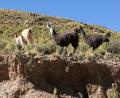 wild llamas