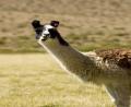 a girl llama