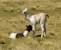 baby llamas