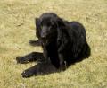 lovely dog