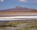 flamingos and salt