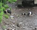 little-piggys