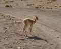 vicuna