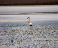 more flamingos