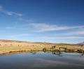 llamas drinking