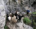 goat-jam