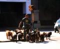 professional dog walker