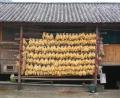 drying-corn