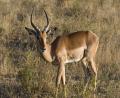 Impala, our 1st animal