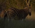 sunset Zebra