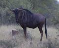 Blue Wilderbeest