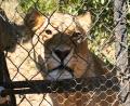 rehab Lioness