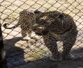 rehab Leopard