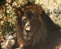 rehab Lion