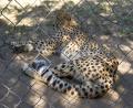 rehab Cheetah