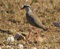 Crowned Lapwing
