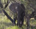 1st Elephant