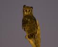 Marsh Owl