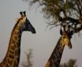 morning Giraffes