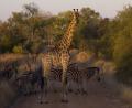 morning Giraffes & Zebras