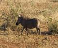 a Warthog