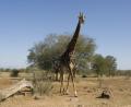 sunshine Giraffe