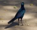 long tailed Starling