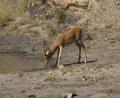 drinking Impala