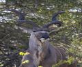 Kudu