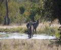 baby Waterbuck