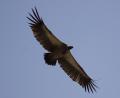 a Vulture