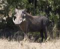 close up Warthog