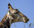 close up Giraffe