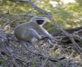 Vervet Monkey