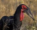 Southern Ground Hornbill
