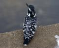 Pied Kingfisher