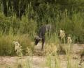Buffalo