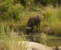 Buffalo drinking