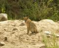 1st Lioness