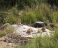 sleepy Lionesses