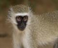 close up Velvet monkey