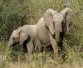 baby Elephants