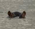 close up Hippo