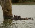 wallowing Hippos