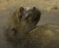 Chacma Baboon