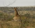 baby Giraffe