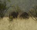 1st Rhinos