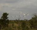 lovely white birds