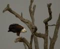 African Fish Eagle